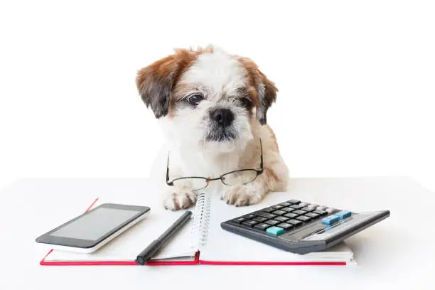 How to calculate dog age in human years